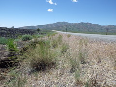 Pseudoroegneria spicata inermis