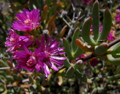 Ruschia pungens