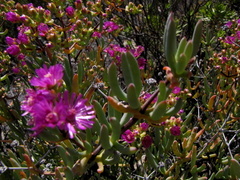 Ruschia pungens