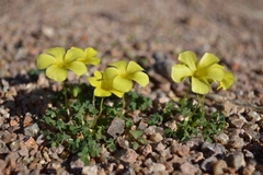 Oxalis copiosa