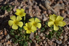 Oxalis copiosa