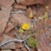 Ursinia anthemoides versicolor - Photo (c) pietermier, μερικά δικαιώματα διατηρούνται (CC BY-NC)