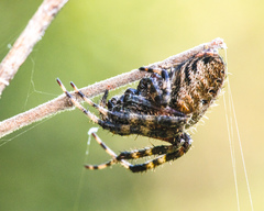 Araneus bicentenarius