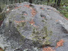 Montanelia sorediata