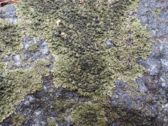 Montanelia sorediata