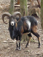 Ovis gmelini