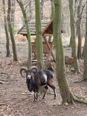 Ovis gmelini
