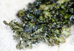 Montanelia sorediata