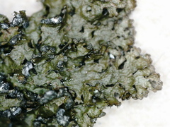 Montanelia sorediata