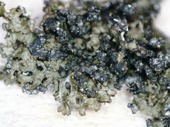 Montanelia sorediata