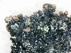 Montanelia sorediata