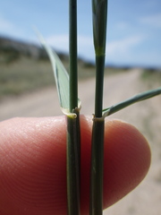 Pseudoroegneria spicata inermis
