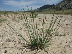 Pseudoroegneria spicata inermis