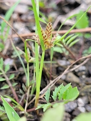 Cyperus diandrus