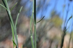 Menodora juncea