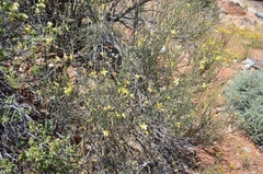 Menodora juncea