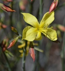 Menodora juncea