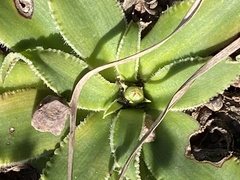 Chlorophytum crispum