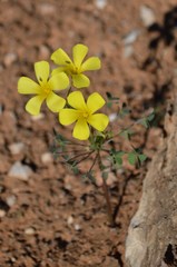 Oxalis copiosa