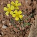 Oxalis copiosa - Photo (c) pietermier, some rights reserved (CC BY-NC)