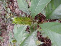 Barleria oenotheroides