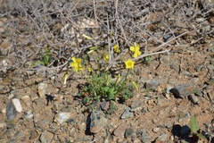Oxalis copiosa