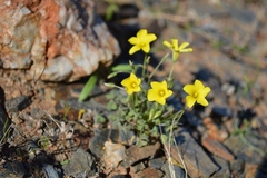 Oxalis copiosa