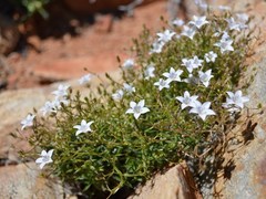 Wahlenbergia oxyphylla