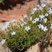 Wahlenbergia oxyphylla - Photo (c) pietermier, alguns direitos reservados (CC BY-NC)