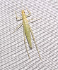 Oecanthus exclamationis