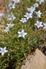 Wahlenbergia oxyphylla