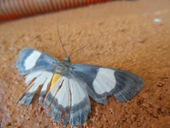 Craspedosis picoides