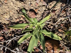 Chlorophytum crispum