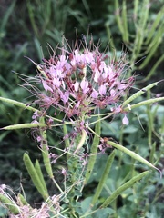 Polanisia dodecandra riograndensis