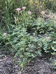 Polanisia dodecandra riograndensis