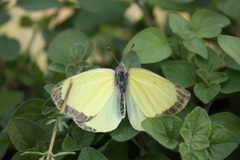 Colias interior