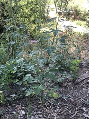 Polanisia dodecandra riograndensis