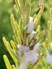 Clastoptera lineatocollis