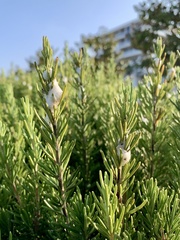 Clastoptera lineatocollis