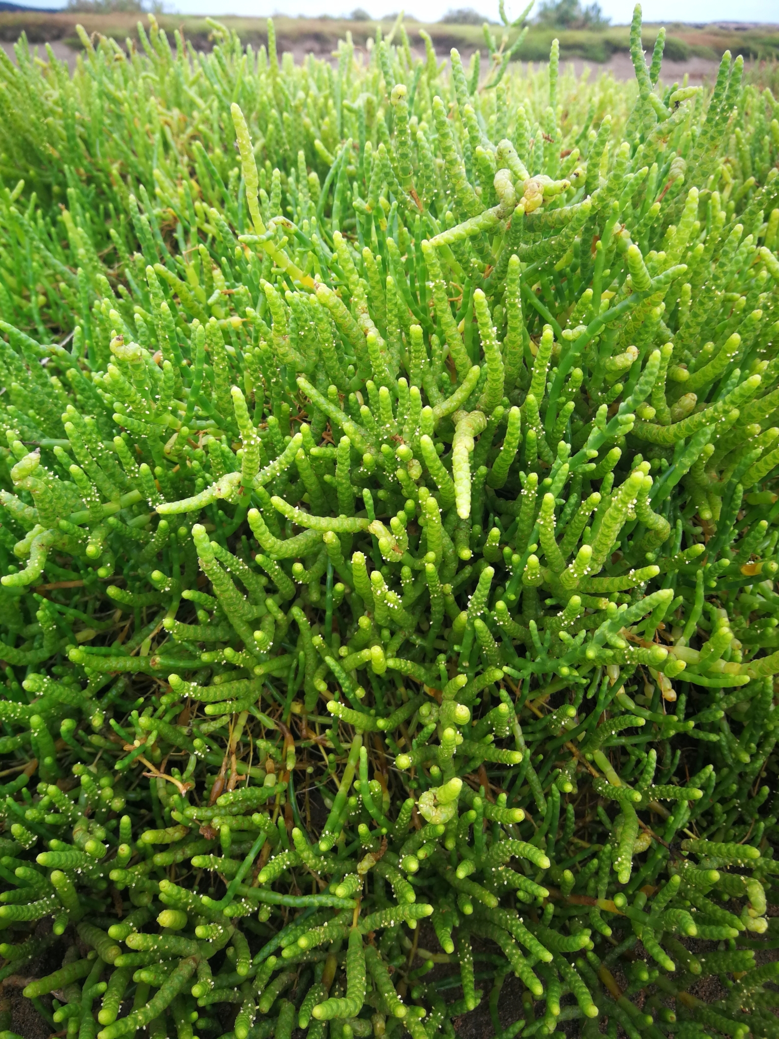Vinagrillo
