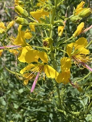 Cleome suffruticosa