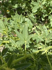 Cleome suffruticosa
