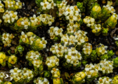 Pimelea microphylla