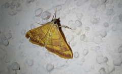 Pyrausta pseudonythesalis