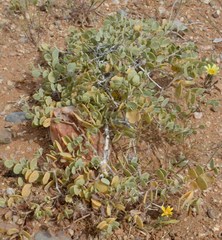 Roepera cordifolia