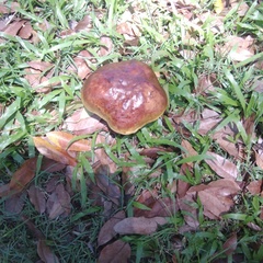 Phlebopus marginatus