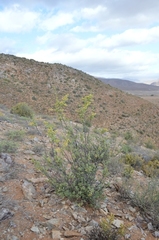 Tetraena prismatocarpa