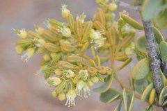 Tetraena prismatocarpa