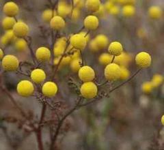 Oncosiphon pilulifer