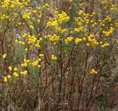 Oncosiphon pilulifer